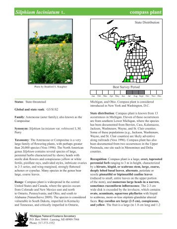Silphium laciniatum - Michigan Natural Features Inventory ...
