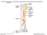 bone Medullary cavity Diaphysis Distal epiphysis