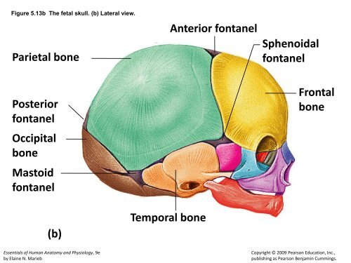 bone Medullary cavity Diaphysis Distal epiphysis