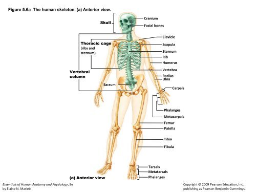 bone Medullary cavity Diaphysis Distal epiphysis