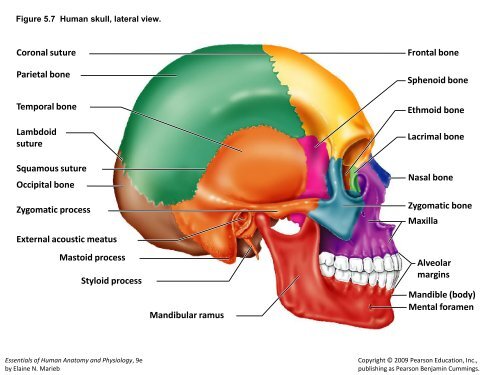 bone Medullary cavity Diaphysis Distal epiphysis