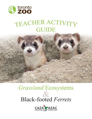 Grassland Ecosystems Black-footed Ferrets - Toronto Zoo