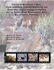 Dureji (Ovis orientalis [vignei] blanfordi) - Wildlife of Pakistan