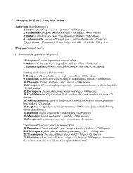 A complete list of the 31 living insect orders Apterygota (wingless ...