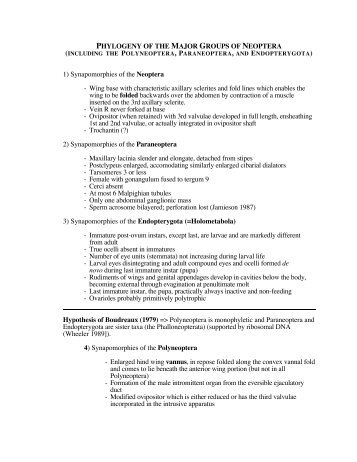 PHYLOGENY OF THE MAJOR GROUPS OF NEOPTERA 1 ...