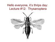 Hello everyone, it's thrips day: Lecture #12: Thysanoptera