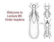 Welcome to Lecture #9: Order Isoptera