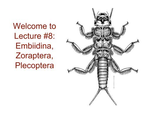 Welcome to Lecture #8: Embiidina, Zoraptera, Plecoptera