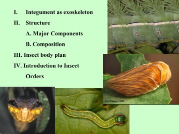 Insect body plan and integument