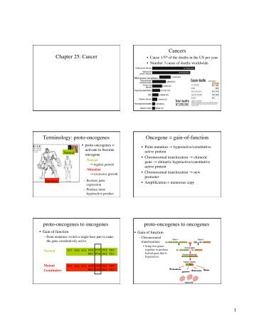 proto-oncogenes Oncogene = gain-of-function proto-oncogenes