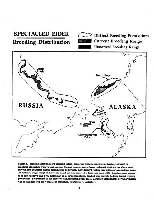 A. Status of the Spectacled Eider - U.S. Fish and Wildlife Service