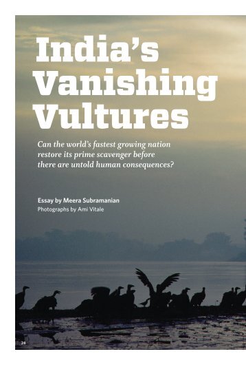 India’s Vanishing Vultures