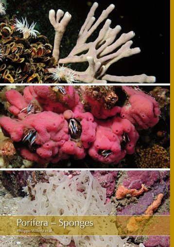 Porifera – Sponges - Marine Benthic Fauna of Chilean Patagonia