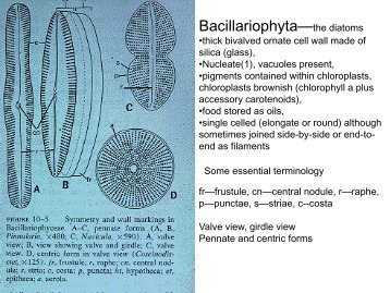 Bacillariophyta—the diatoms