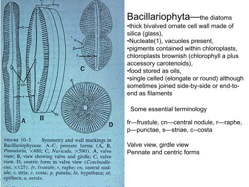 Bacillariophyta—the diatoms