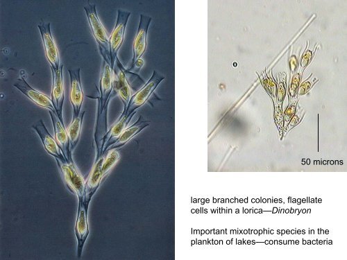 Bacillariophyta—the diatoms