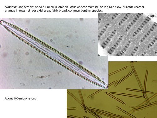 Bacillariophyta—the diatoms