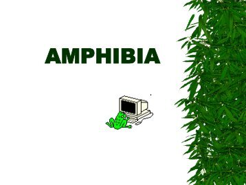 CLASSE: AMPHIBIA