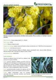 Acacia saligna (acácia) - Plantas invasoras em Portugal ...