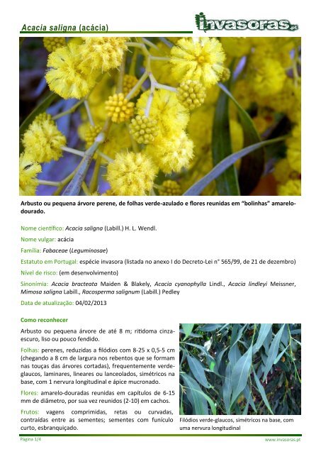 Acacia saligna (acácia) - Plantas invasoras em Portugal ...