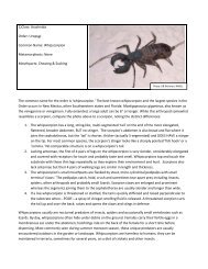 1)Class: Arachnida Order: Uropygi Common Name: Whipscorpion ...