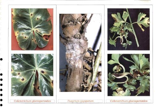 Pathologie des végétaux cultivés : Nouvelle-Calédonie ... - IRD