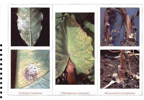 Pathologie des végétaux cultivés : Nouvelle-Calédonie ... - IRD