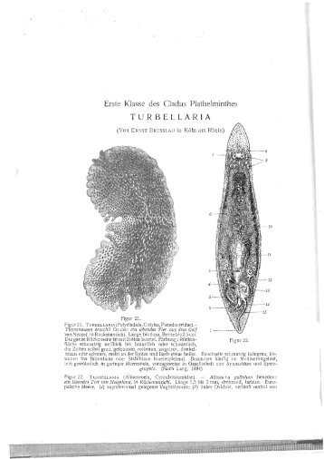 Erste Klasse des Cladus Plathelminthes