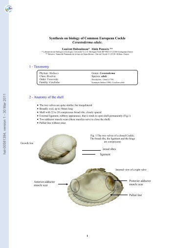 Synthesis on biology of Common European Cockle Cerastoderma ...