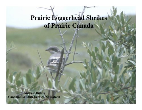 Loggerhead Shrike Presentation by Andy Didiuk - Saskatchewan ...