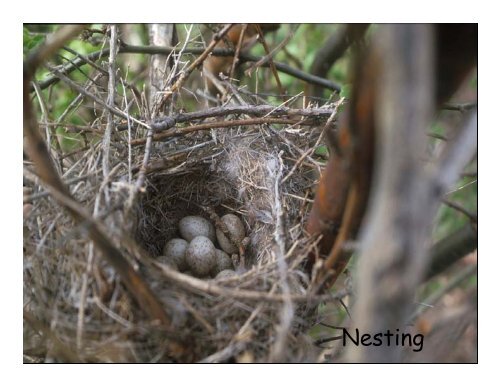 Loggerhead Shrike Presentation by Andy Didiuk - Saskatchewan ...