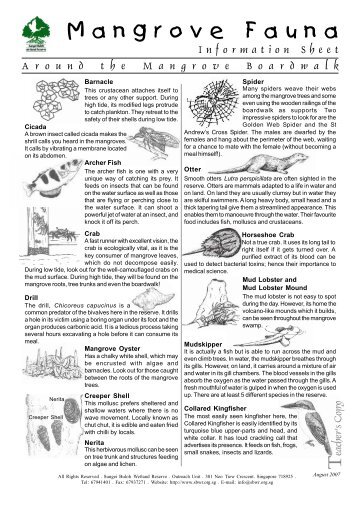 M angrove F auna - Sungei Buloh Wetland Reserve