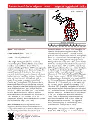 Lanius ludovicianus migrans - loggerhead shrike - Michigan Natural ...