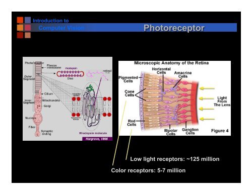 Introduction Human Vision Light, Color, Eyes, etc.