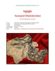 Sauropod (Diplodocidae) - Dinosauria International