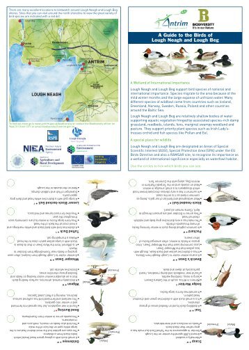 A Guide to the Birds of Lough Neagh and Lough Beg