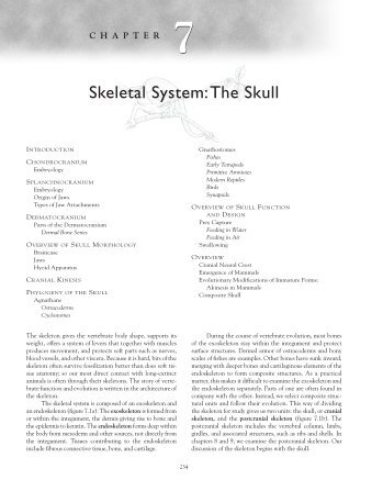 Chapter 7: Skeletal System: The Skull