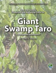 Giant swamp taro - Agroforestry Net