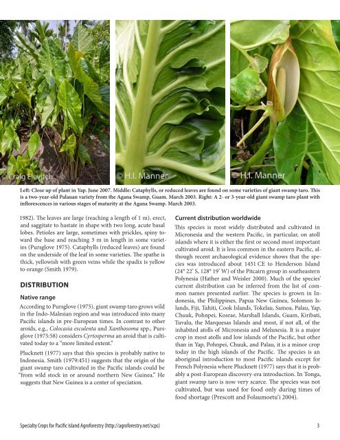 Giant swamp taro - Agroforestry Net