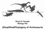 Archosauria Phylogeny PDF - Dr. Stuart Sumida