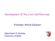 Development of liver and pancreas - University of Malta