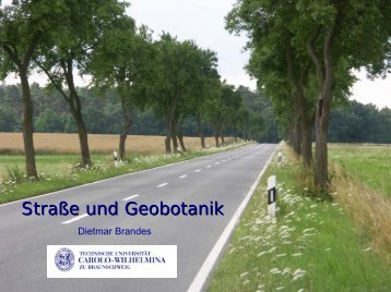 Straße und Geobotanik - Ruderalvegetation