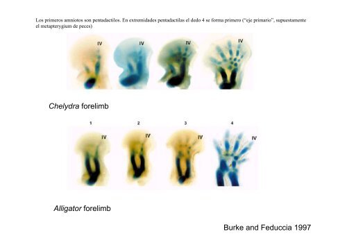 Origen de los amniotos y evolución de los Reptiles