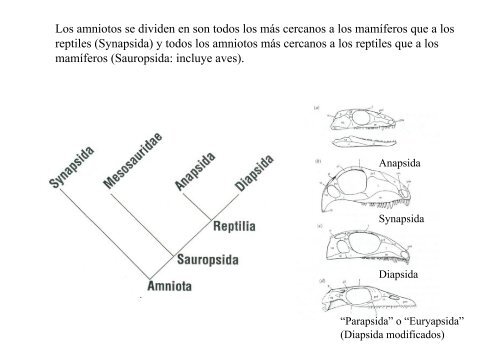 Origen de los amniotos y evolución de los Reptiles