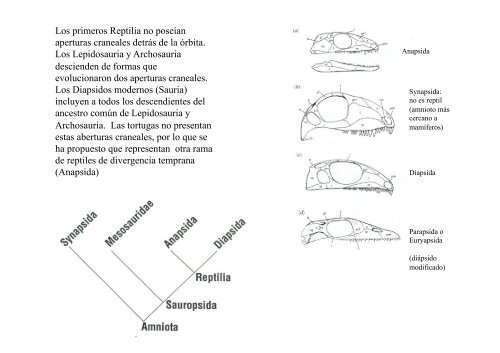 Origen de los amniotos y evolución de los Reptiles