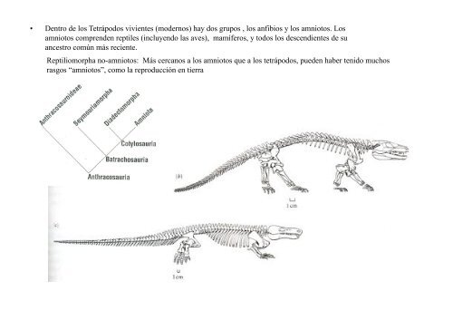 Origen de los amniotos y evolución de los Reptiles