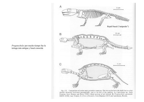 Origen de los amniotos y evolución de los Reptiles