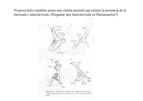 Origen de los amniotos y evolución de los Reptiles