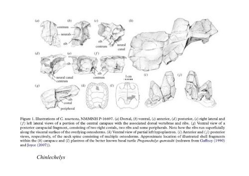 Origen de los amniotos y evolución de los Reptiles