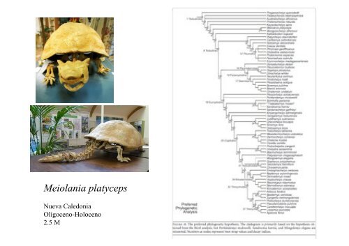 Origen de los amniotos y evolución de los Reptiles